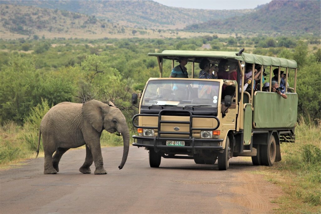 baby, african, elephant-4721313.jpg