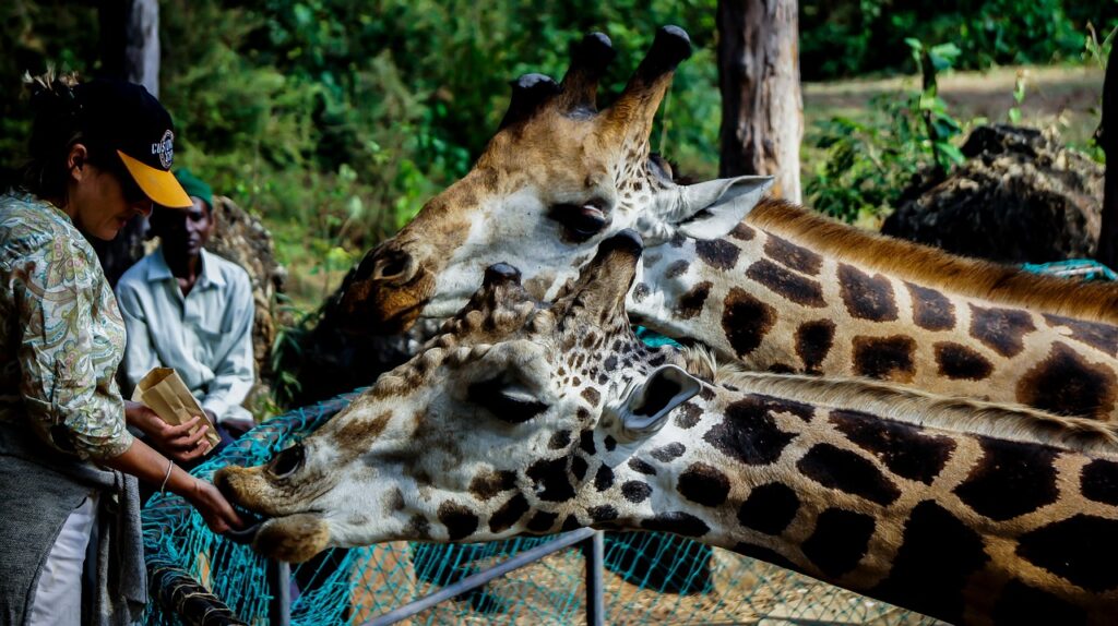 giraffe, wild, feeding-2656060.jpg